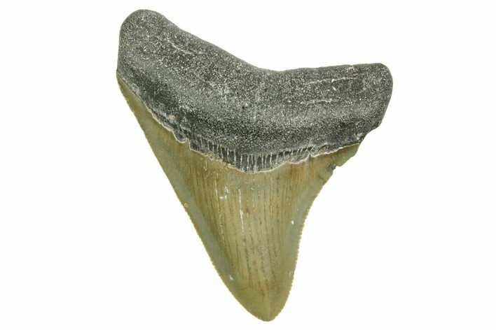 Serrated, Juvenile Megalodon Tooth - North Carolina #368055